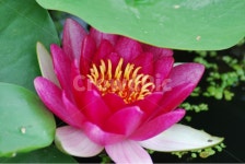 관곡지, 시흥연꽃테마파크, 연술, 연꽃, 연잎, 사진,이미지,일러스트,캘리그라피 - 태기산작가 크라우드픽 - 저작권 걱정 없는 상업용 이미지