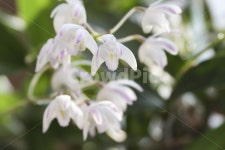 향기나는꽃, 식물, 꽃, 난초, 흰색, 사진,이미지,일러스트,캘리그라피 - Ganjang작가 크라우드픽 - 저작권 걱정 없는 상업용 이미지