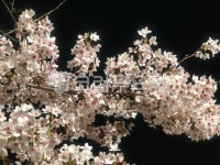 flower, 꽃, 벚꽃, 봄, spring, 사진,이미지,일러스트,캘리그라피 - Ncooan66작가 크라우드픽 - 저작권 걱정 없는 상업용 이미지