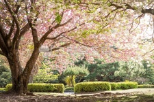 상효원, 제주봄꽃, 제주겹벚꽃, 겹벚꽃, 제주봄, 사진,이미지,일러스트,캘리그라피 - lisent900923작가 크라우드픽 - 저작권 걱정 없는 상업용... 