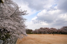운동장, 하늘, 벚꽃, 벚꽃길, 구름, 사진,이미지,일러스트,캘리그라피 - lliilililiii작가 크라우드픽 - 저작권 걱정 없는 상업용 이미지