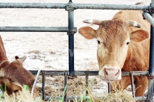 소, 한우, 황소, 한우농장, 한우사육, 사진,이미지,일러스트,캘리그라피 - 시대작가 크라우드픽 - 저작권 걱정 없는 상업용 이미지