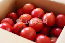 토마토, 토마토박스, 빨간토마토, 완숙토마토, 과일, 사진,이미지,일러스트,캘리그라피 - 편집쟁이작가 크라우드픽 - 저작권 걱정 없는 상업용 이미지