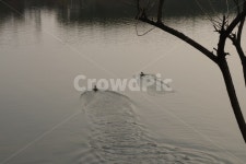 진주, 남강, 오리, 평화로운, 동물, 사진,이미지,일러스트,캘리그라피 - Nhellobenkoo작가 크라우드픽 - 저작권 걱정 없는 상업용 이미지