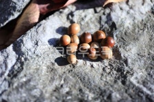 도토리, 바위, nut, 너트, food, 사진,이미지,일러스트,캘리그라피 - 라인작가 크라우드픽 - 저작권 걱정 없는 상업용 이미지