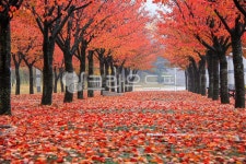 가을, autumn, 단풍, maple, 잎, 사진,이미지,일러스트,캘리그라피 - 고운경작가 크라우드픽 - 저작권 걱정 없는 상업용 이미지