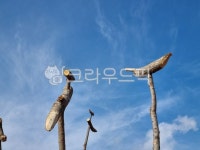 솟대, 진또배기, 한국전통, 신앙, 민간신앙, 사진,이미지,일러스트,캘리그라피 - Ndreamine2e2작가 크라우드픽 - 저작권 걱정 없는 상업용 이미지
