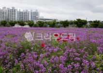 field, 필드, grassland, nature, 자연, 사진,이미지,일러스트,캘리그라피 - 태광 최작가 크라우드픽 - 저작권 걱정 없는 상업용 이미지