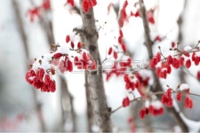 산수유, 산수유열매, 나무의열매, 식용, 약용, 사진,이미지,일러스트,캘리그라피 - 할수있어작가 크라우드픽 - 저작권 걱정 없는 상업용 이미지