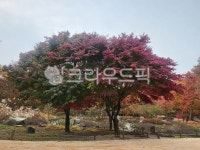 tree, 나무, park, 공원, outdoors, 사진,이미지,일러스트,캘리그라피 - 구슬이작가 크라우드픽 - 저작권 걱정 없는 상업용 이미지