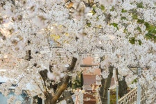 우장춘로, ujangchunro, flower, 꽃, cherryblossom, 사진,이미지,일러스트,캘리그라피 - fm규니작가 크라우드픽 - 저작권 걱정 없는... 