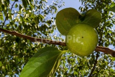 감, 감나무, 감잎, persimmon, persimmontree, 사진,이미지,일러스트,캘리그라피 - mooakjae작가 크라우드픽 - 저작권 걱정 없는 상업용... 