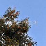 plant, 식물, 나무, 감나무, tree, 사진,이미지,일러스트,캘리그라피 - Alldoit작가 크라우드픽 - 저작권 걱정 없는 상업용 이미지