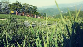 pasture, 목장, field, 필드, nature, 사진,이미지,일러스트,캘리그라피 - Shasha Kim작가 크라우드픽 - 저작권 걱정 없는 상업용 이미지