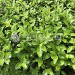 잎, 식물, leaf, plant, 자연, 사진,이미지,일러스트,캘리그라피 - 사공오팬트리작가 크라우드픽 - 저작권 걱정 없는 상업용 이미지