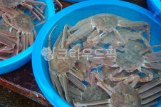 게, 대게, 수산시장, 바구니, 바다, 사진,이미지,일러스트,캘리그라피 - 오현교작가 크라우드픽 - 저작권 걱정 없는 상업용 이미지