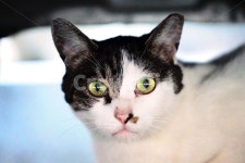 고양이, 길냥이, 관찰, 관심, 호기심, 사진,이미지,일러스트,캘리그라피 - 팡팡이작가 크라우드픽 - 저작권 걱정 없는 상업용 이미지