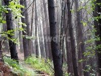 소백산, 잣나무숲, 숲속일출, 아침안개, 아침햇살, 사진,이미지,일러스트,캘리그라피 - Nbk2luve작가 크라우드픽 - 저작권 걱정 없는 상업용... 