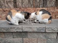 삼색이, 삼색고양이, 길고양이, 냥이, 길냥이, 사진,이미지,일러스트,캘리그라피 - 화운작가 크라우드픽 - 저작권 걱정 없는 상업용 이미지