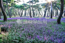 맥문동, 솔밭, 공원, 자연, 풍경, 사진,이미지,일러스트,캘리그라피 - pandora4077작가 크라우드픽 - 저작권 걱정 없는 상업용 이미지