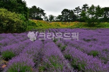 라벤더, 라벤더꽃, 라벤더축제, 라벤다, 라벤다꽃, 사진,이미지,일러스트,캘리그라피 - 영산공작가 크라우드픽 - 저작권 걱정 없는 상업용 이미지