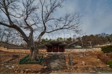 향교, 김포, 통진, 느티나무, 400년 사진, 이미지 - Art작가 가장 한국적인 스톡 사진 - 크라우드픽