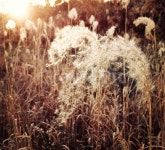 광주, 산책길, 수완지구, 식물, 햇빛, 사진,이미지,일러스트,캘리그라피 - 태극작가 크라우드픽 - 저작권 걱정 없는 상업용 이미지