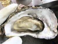 굴, oyster, 굴구이, 석화굴, 통영굴구이, 사진,이미지,일러스트,캘리그라피 - dominepsj작가 크라우드픽 - 저작권 걱정 없는 상업용 이미지
