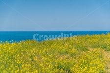 제주, 유채꽃, 봄, 바다, 하늘, 사진,이미지,일러스트,캘리그라피 - seoul_mysoul작가 크라우드픽 - 저작권 걱정 없는 상업용 이미지