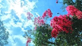 꽃, 풍경, 구름, 하늘, 자연, 사진,이미지,일러스트,캘리그라피 - 콧털행님작가 크라우드픽 - 저작권 걱정 없는 상업용 이미지