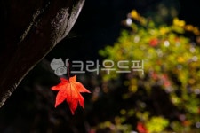 가을, autumn, 단풍, maple, 잎, 사진,이미지,일러스트,캘리그라피 - 고운경작가 크라우드픽 - 저작권 걱정 없는 상업용 이미지