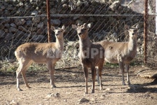 사슴농장, 사슴, 동물, 포유류, deer, 사진,이미지,일러스트,캘리그라피 - 산사람작가 크라우드픽 - 저작권 걱정 없는 상업용 이미지