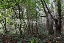 plant, 식물, vegetation, 초목, tree, 사진,이미지,일러스트,캘리그라피 - NatureLover작가 크라우드픽 - 저작권 걱정 없는 상업용 이미지