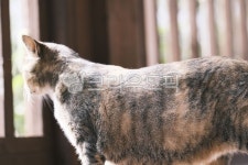 고양이, cat, 반려동물, 냥이, 애완동물, 사진,이미지,일러스트,캘리그라피 - 돌하르냥작가 크라우드픽 - 저작권 걱정 없는 상업용 이미지