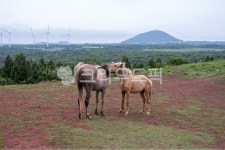 제주도, 제주, 말, 오름, 동산, 사진,이미지,일러스트,캘리그라피 - hazellun작가 크라우드픽 - 저작권 걱정 없는 상업용 이미지