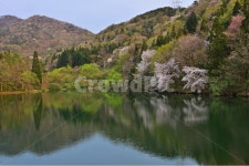 전남, 화순, 세량지, 세량제, 봄, 사진,이미지,일러스트,캘리그라피 - 영산공작가 크라우드픽 - 저작권 걱정 없는 상업용 이미지