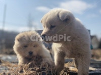 강아지, 개, 진돗개, 시골강아지, 동물, 사진,이미지,일러스트,캘리그라피 - 낭니작가 크라우드픽 - 저작권 걱정 없는 상업용 이미지