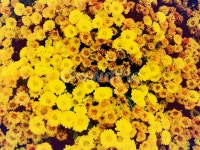 노란들국화, 산국화, 들국화, 노랑색국화, 들국화만개, 사진,이미지,일러스트,캘리그라피 - Jin hy작가 크라우드픽 - 저작권 걱정 없는 상업용... 