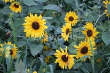 꽃, 해바라기, 여름꽃, 노랑꽃, 썬플라워, 사진,이미지,일러스트,캘리그라피 - Eunsong작가 크라우드픽 - 저작권 걱정 없는 상업용 이미지