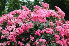 장미, 안젤리, 꽃, 장미꽃, 식물, 사진,이미지,일러스트,캘리그라피 - 청랑작가 크라우드픽 - 저작권 걱정 없는 상업용 이미지