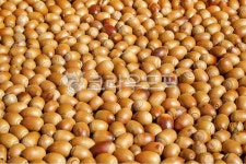 도토리, 열매, 가을, 많은도토리, 갈색, 사진,이미지,일러스트,캘리그라피 - 포토비작가 크라우드픽 - 저작권 걱정 없는 상업용 이미지