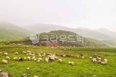 양, 양떼, 양떼목장, 목장, 산, 사진,이미지,일러스트,캘리그라피 - 서은작가 크라우드픽 - 저작권 걱정 없는 상업용 이미지