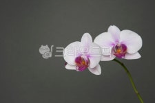 식물, 배경, 난, 난꽃, 꽃, 사진,이미지,일러스트,캘리그라피 - 네로수작가 크라우드픽 - 저작권 걱정 없는 상업용 이미지