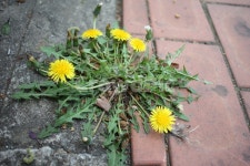 plant, 식물, flower, 꽃, 민들레, 사진,이미지,일러스트,캘리그라피 - 아르테미스092작가 크라우드픽 - 저작권 걱정 없는 상업용 이미지