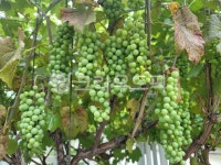 grapes, 포도, 과일, 포도송이, 농장, 사진,이미지,일러스트,캘리그라피 - 풍동거사작가 크라우드픽 - 저작권 걱정 없는 상업용 이미지