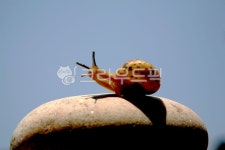 돌, 달팽이, 포즈, 그림자, 하늘, 사진,이미지,일러스트,캘리그라피 - irum작가 크라우드픽 - 저작권 걱정 없는 상업용 이미지