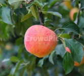 사과, 가을, 과일, 동강, 제장마을, 사진,이미지,일러스트,캘리그라피 - 가는세월작가 크라우드픽 - 저작권 걱정 없는 상업용 이미지