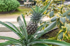 plant, 식물, 음식, 파인애플, food, 사진,이미지,일러스트,캘리그라피 - DENN작가 크라우드픽 - 저작권 걱정 없는 상업용 이미지