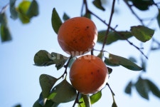 persimmon, 감, 과일, 식품, food, 사진,이미지,일러스트,캘리그라피 - Nkhd0192작가 크라우드픽 - 저작권 걱정 없는 상업용 이미지