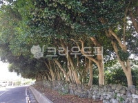 제주, 서귀포, 올레, 나무, 숲, 사진,이미지,일러스트,캘리그라피 - gr_lhj작가 크라우드픽 - 저작권 걱정 없는 상업용 이미지